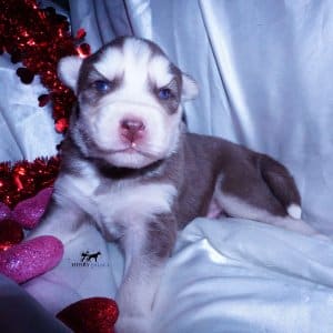 Purebred Husky Breeders