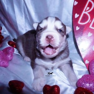 Purebred Husky Breeders