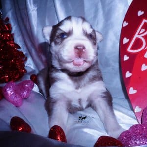 Purebred Husky Breeders