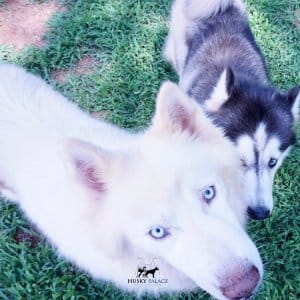 akc husky breeder
