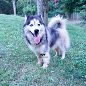 huskies for sale