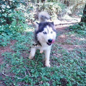 husky