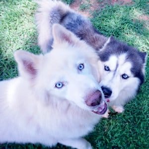 husky breeder