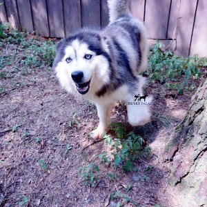 husky pups for sale