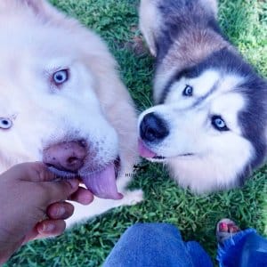 husky pups near me