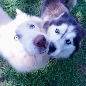 siberian husky