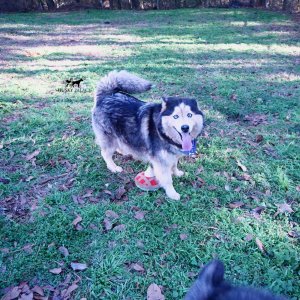 top husky breeder