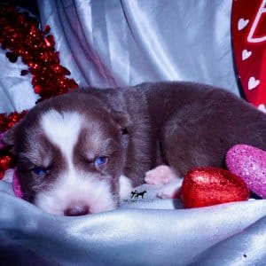Siberian Huskies for Sale