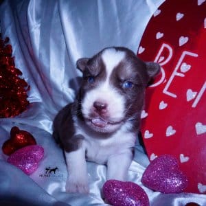 Siberian Huskies for Sale