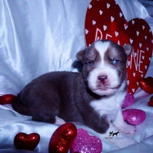 Siberian Huskies for Sale