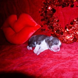 Siberian Husky Puppies For Sale