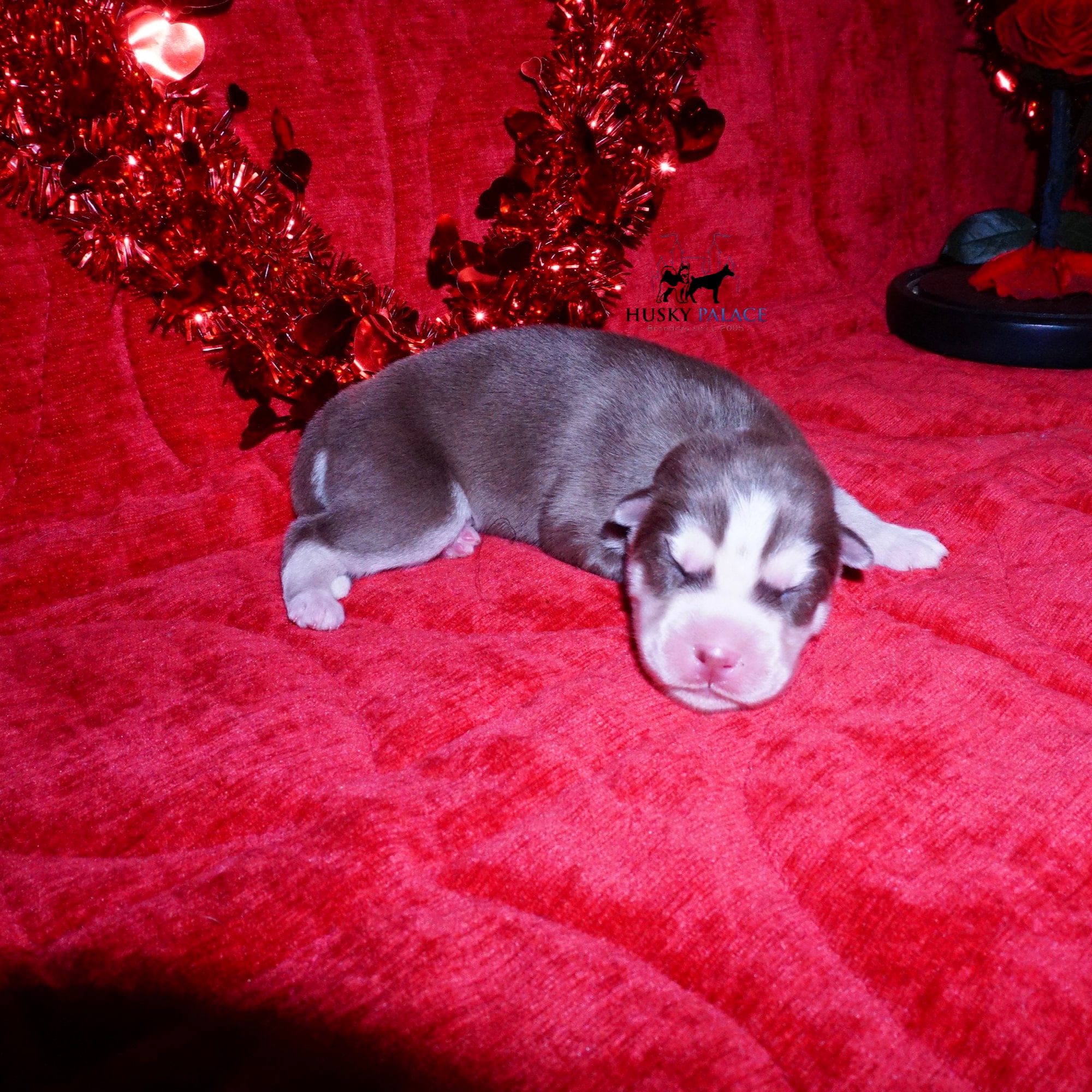 Siberian Husky Puppies For Sale