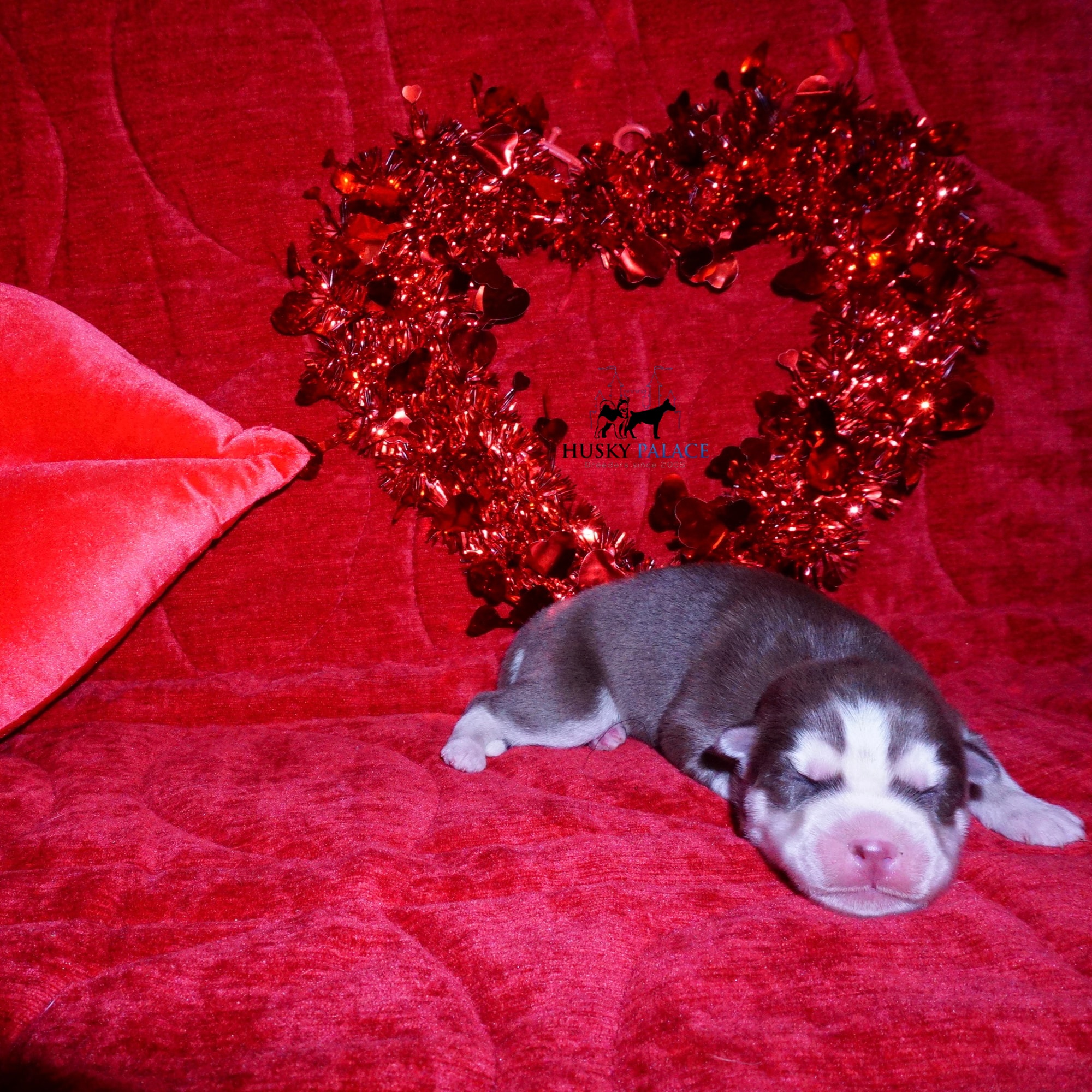 Siberian Husky Puppies For Sale