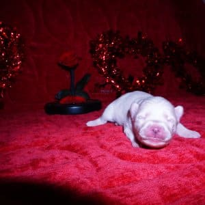 Siberian Husky Puppies For Sale