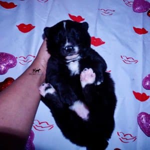 Siberian Husky Puppies For Sale
