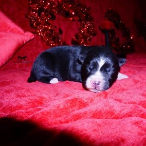 Siberian Husky Puppies For Sale