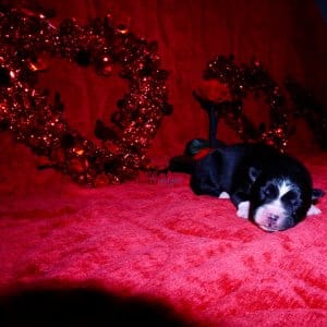 Siberian Husky Puppies For Sale