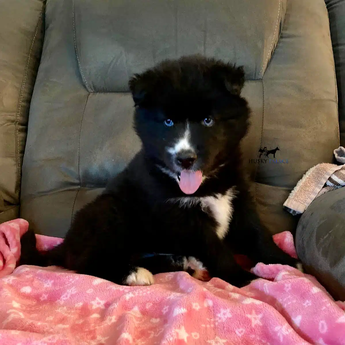 raven siberian husky puppy raven