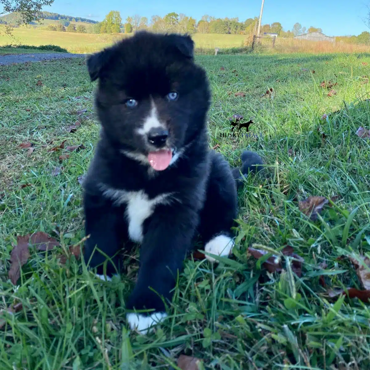 reven puppy raven