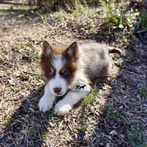 Husky Breeders