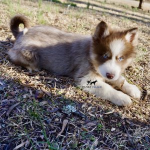 Husky Breeders