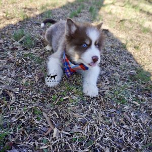 Husky Breeders
