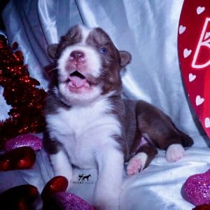Siberian Huskies for Sale