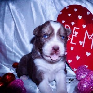 Siberian Huskies for Sale