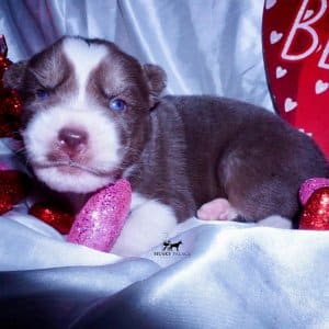 Siberian Huskies for Sale