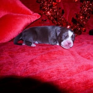 Siberian Husky Puppies For Sale