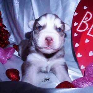 Purebred Husky Breeders
