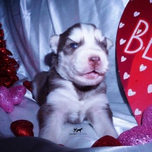 Purebred Husky Breeders