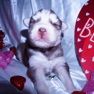 Purebred Husky Breeders