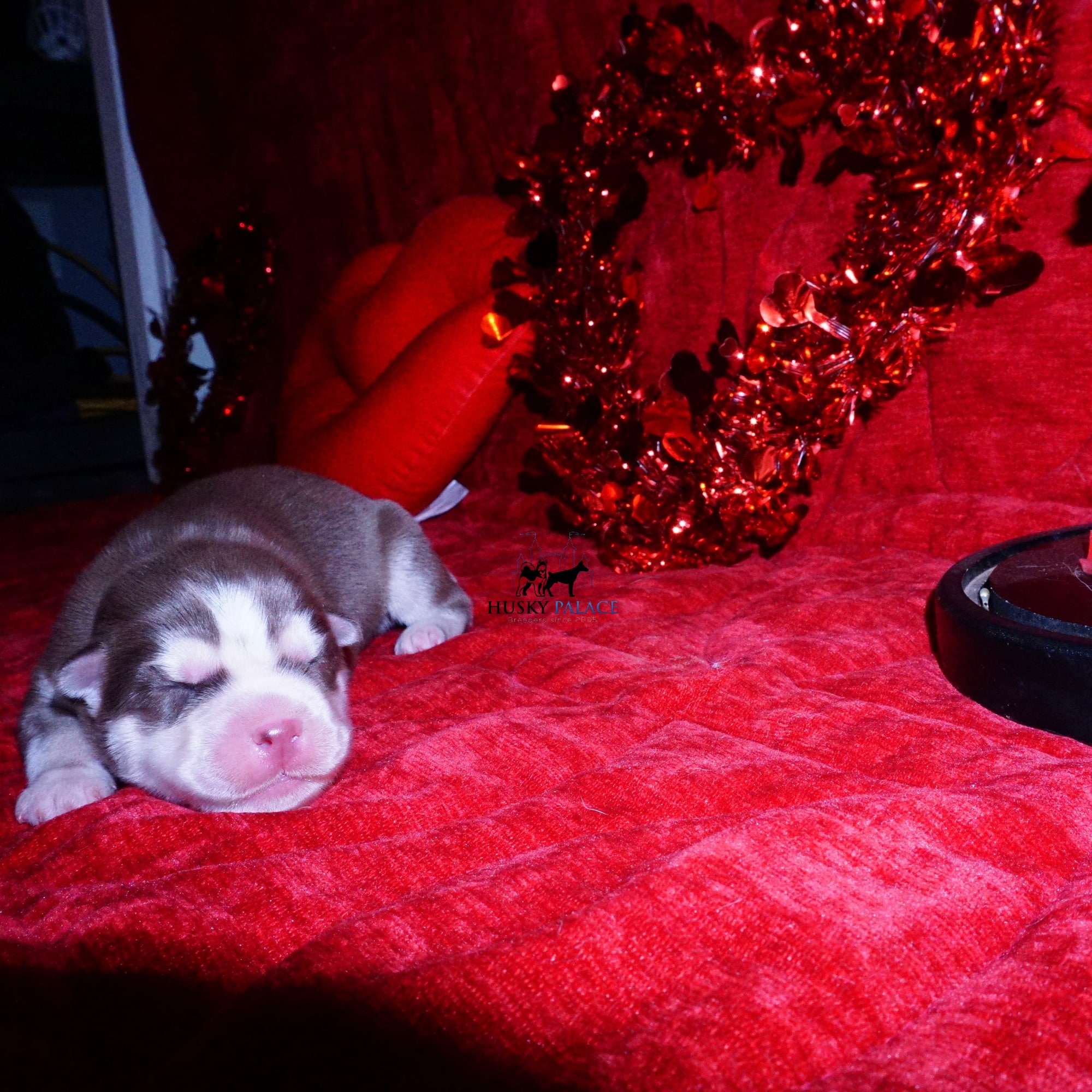 Siberian Husky Puppies For Sale