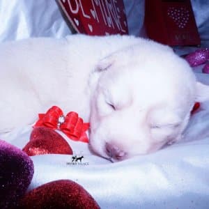 Husky
