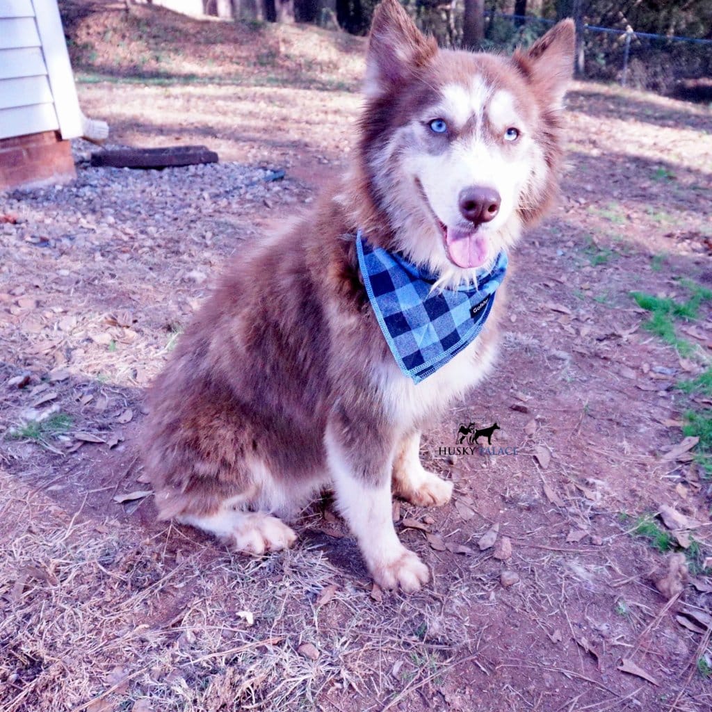 Wanda - Husky Palace