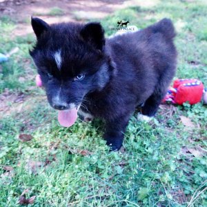 AKC Siberian Husky Puppies