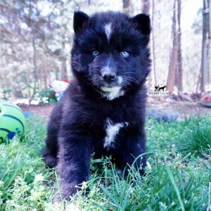 AKC Siberian Husky Puppies
