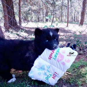 AKC Siberian Husky Puppies