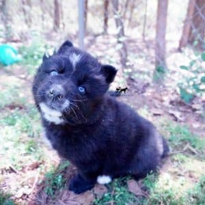 AKC Siberian Husky Puppies
