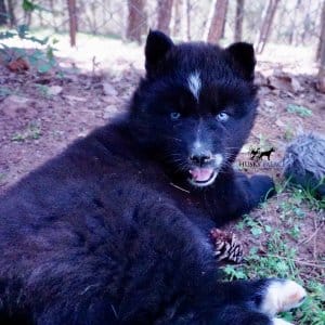 AKC Siberian Husky Puppies