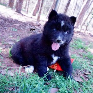 AKC Siberian Husky Puppies