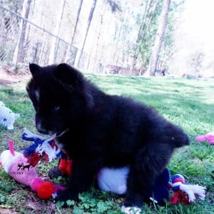 AKC Siberian Husky Puppies