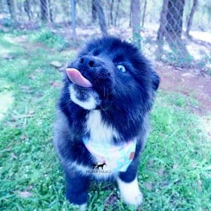 Agouti Siberian Husky