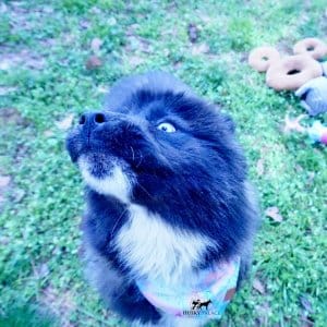 Agouti Siberian Husky