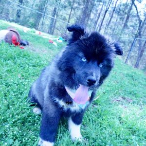 Agouti Siberian Husky