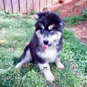 Black:white Huskies