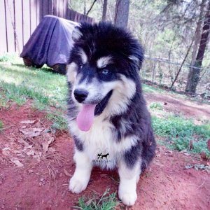 Black:white Huskies
