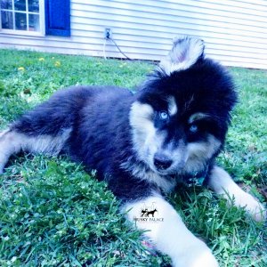 Black:white Huskies