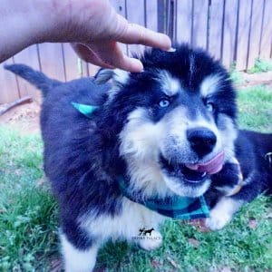 Black:white Huskies